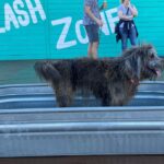 Stocktank zwembad afkoelen hond