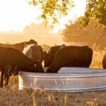 Stocktank koeien